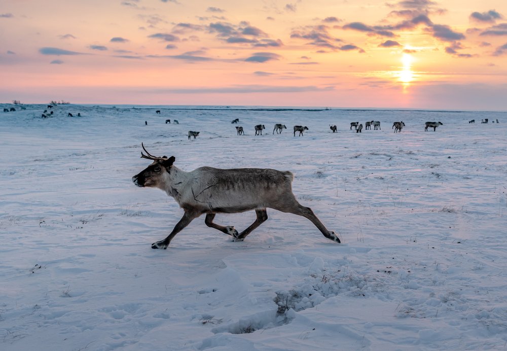 на просторах Ямала
