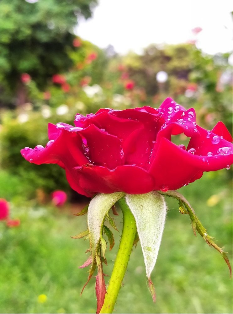 Просто красавица.