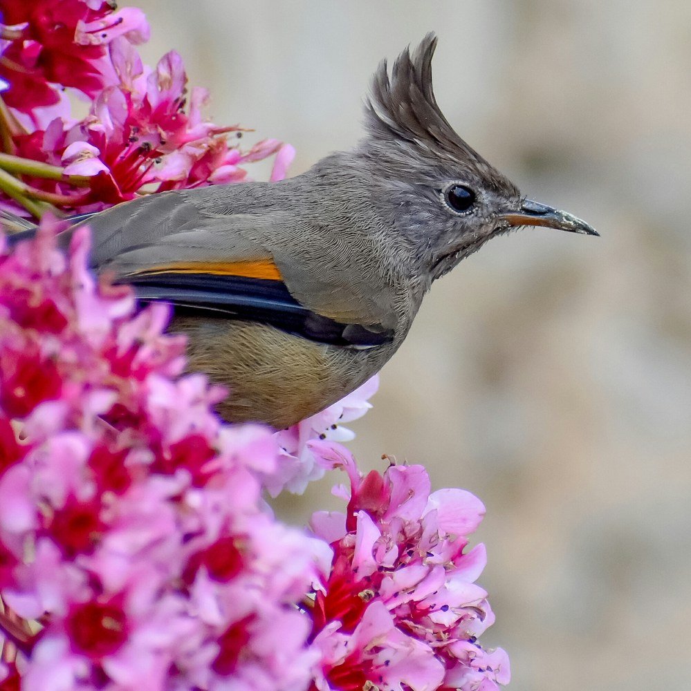 Фотография автора Pranab Kumar das