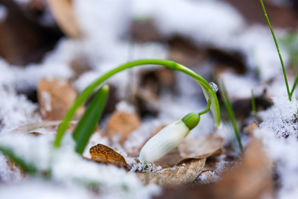 Неожиданный снег