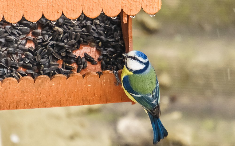 Красавица Лазоревка.