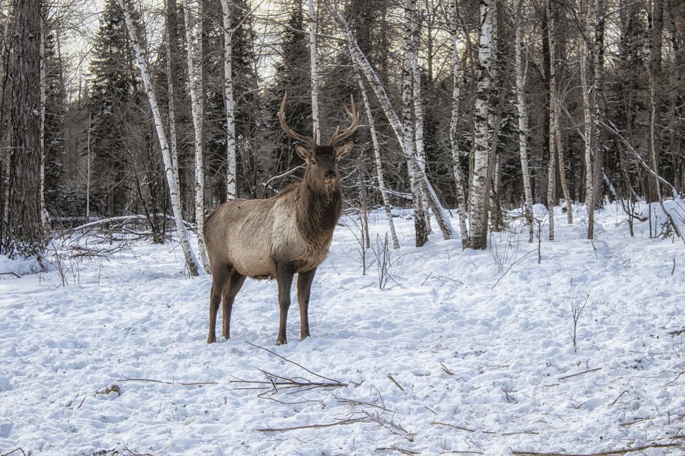 Фотография автора Веста Ягужинская