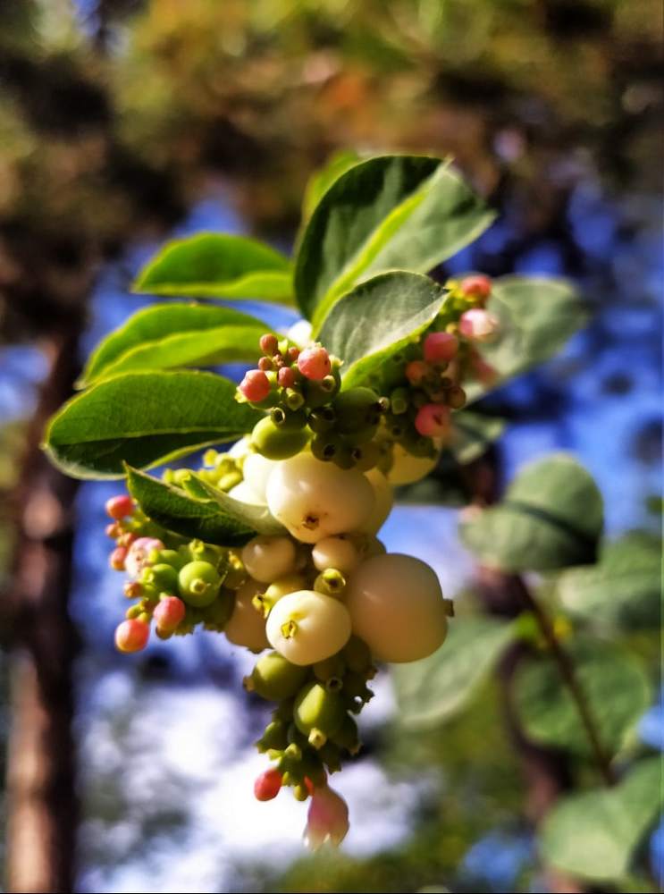 Ягоды снежноягодника.