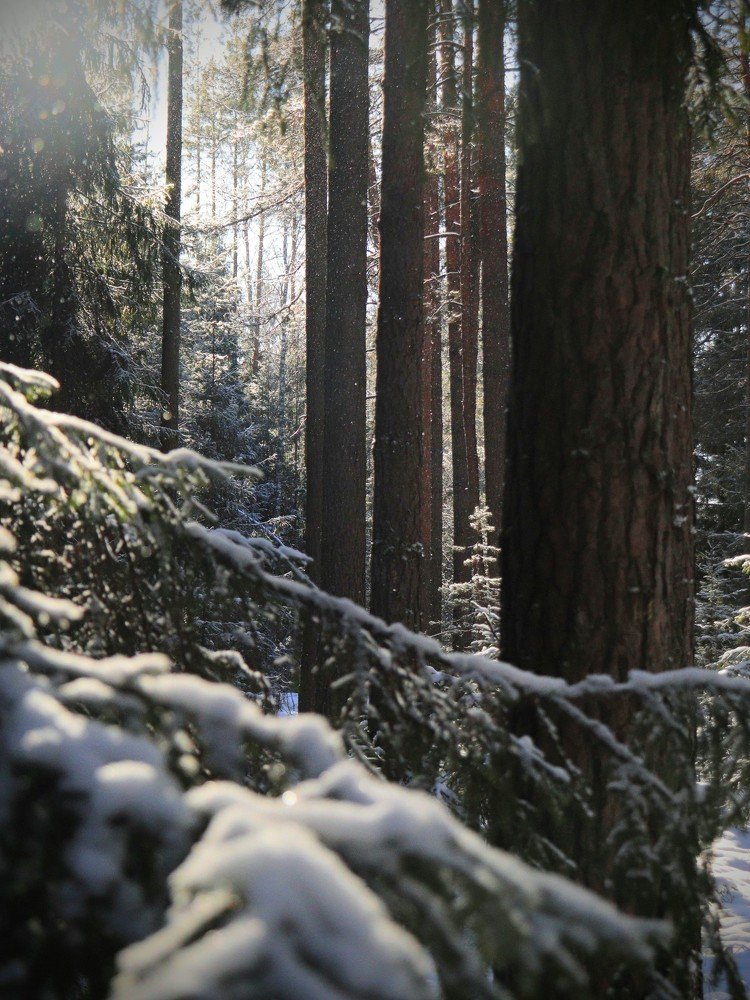 Photograph by Екатерина Лесная