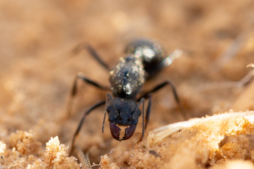 Photograph by Hait Roman