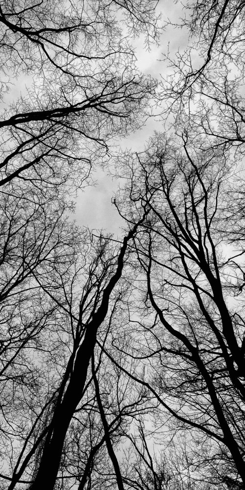 В темном лесу