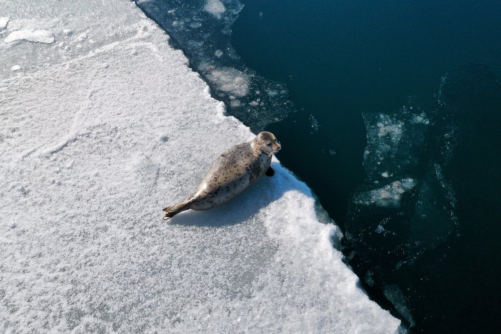 Младший дозорный