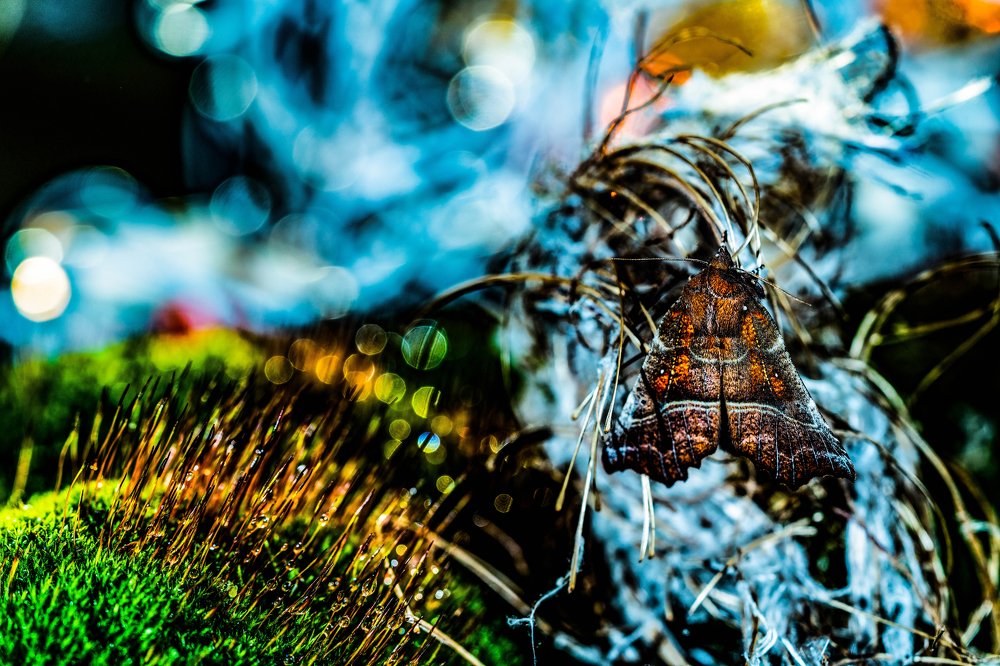 Photograph by ilvars speismanis