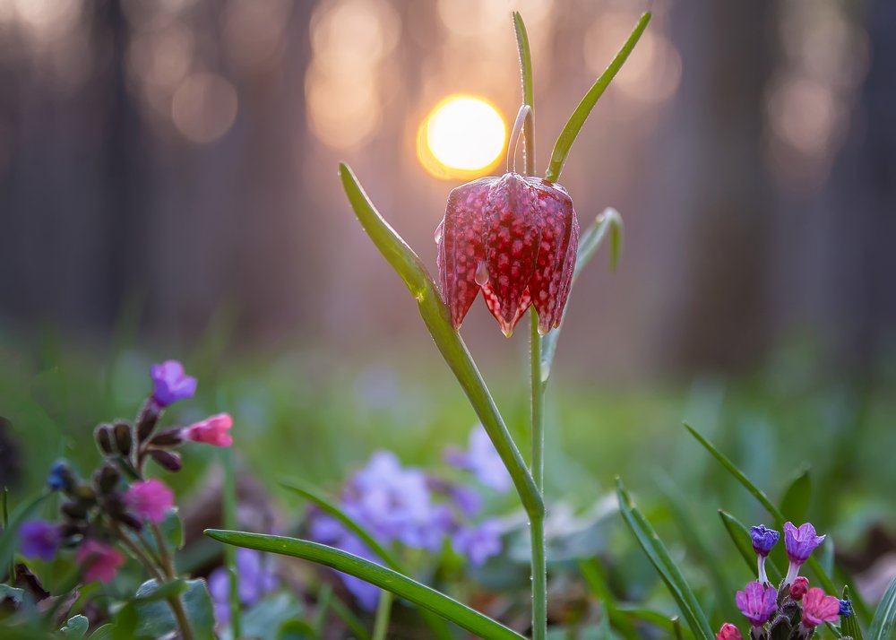 Fritillaria meleagris
