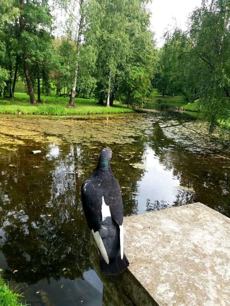 Ценитель прекрасного