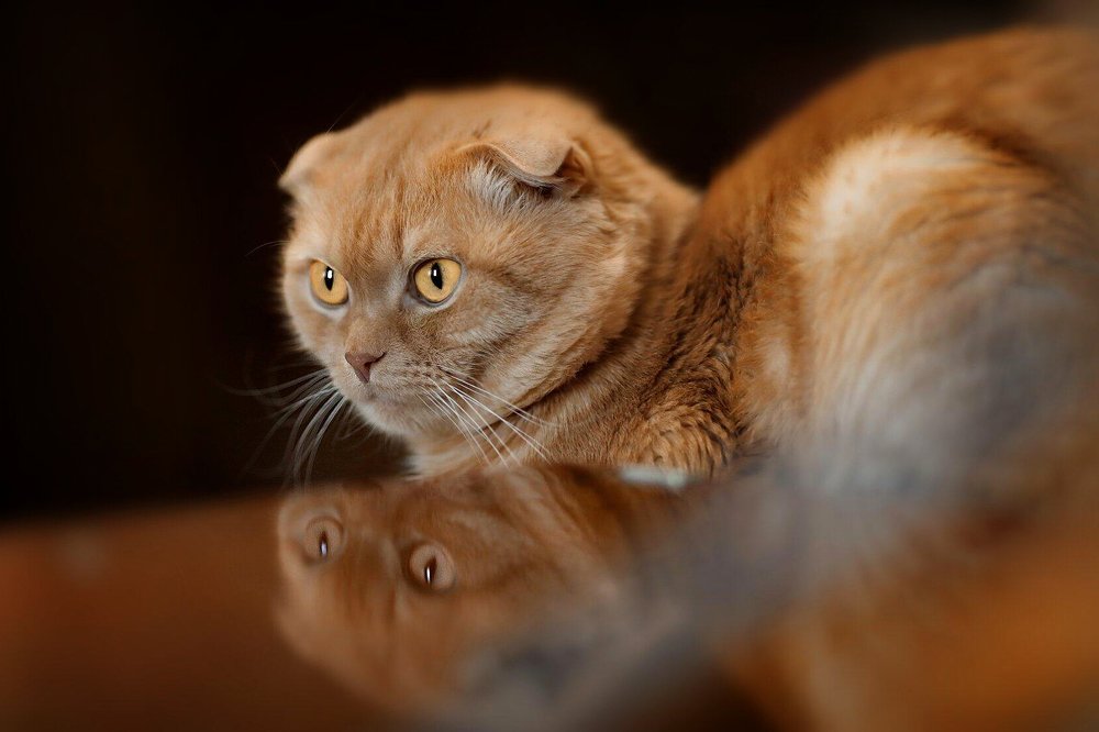 Photograph by Татьяна Бравая