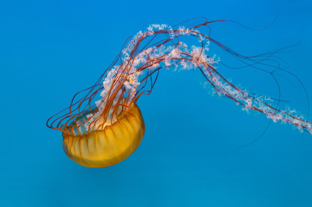 Photograph by Zdenka Janaskova