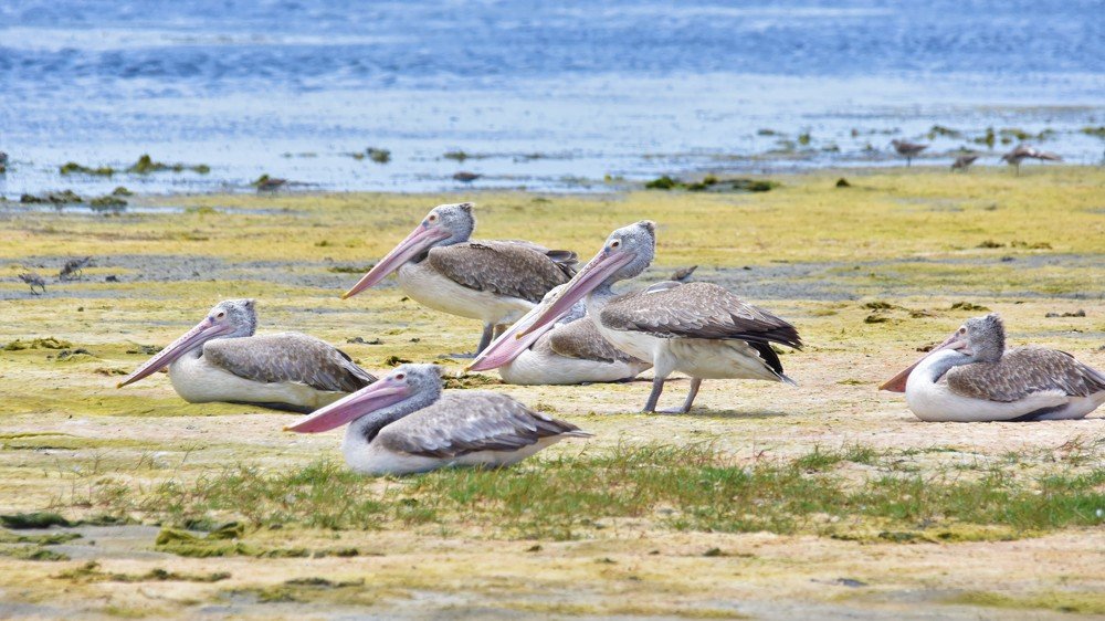 Photograph by Karuna Premalal Wanigasekara Arachchilage