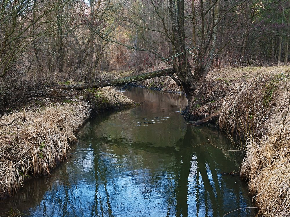 Лесная речка