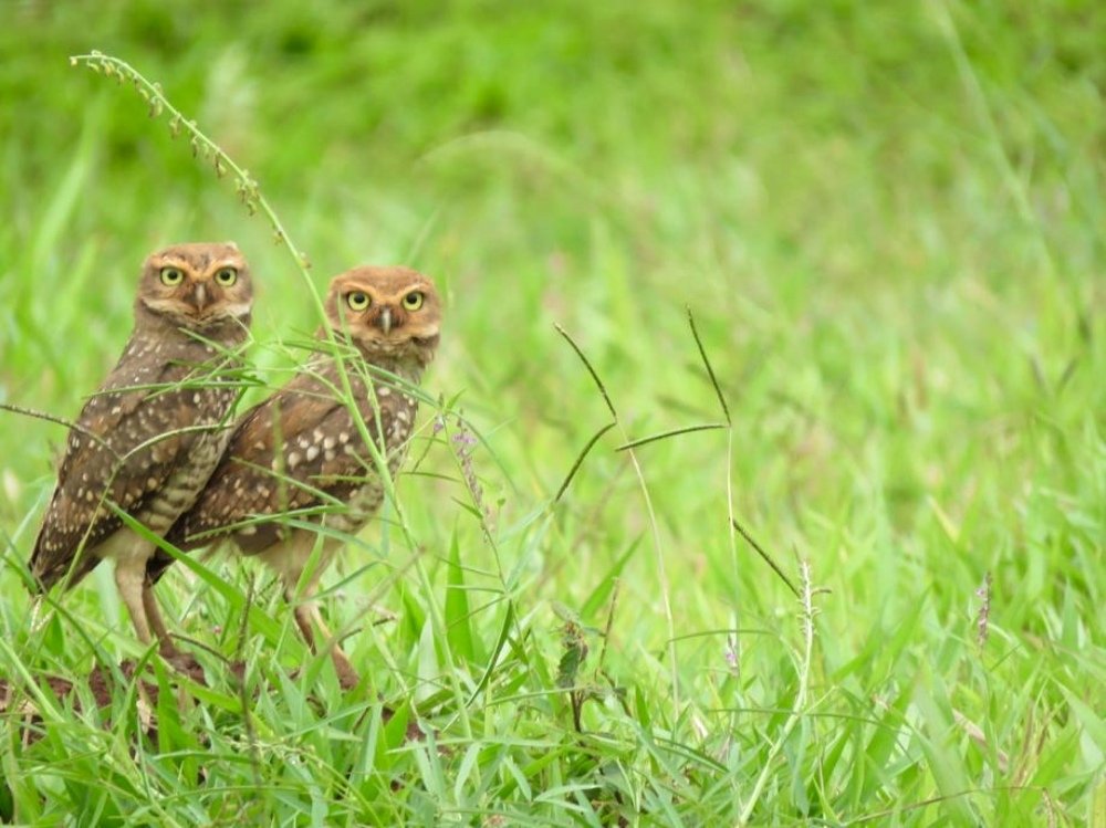 Owl. Chicks