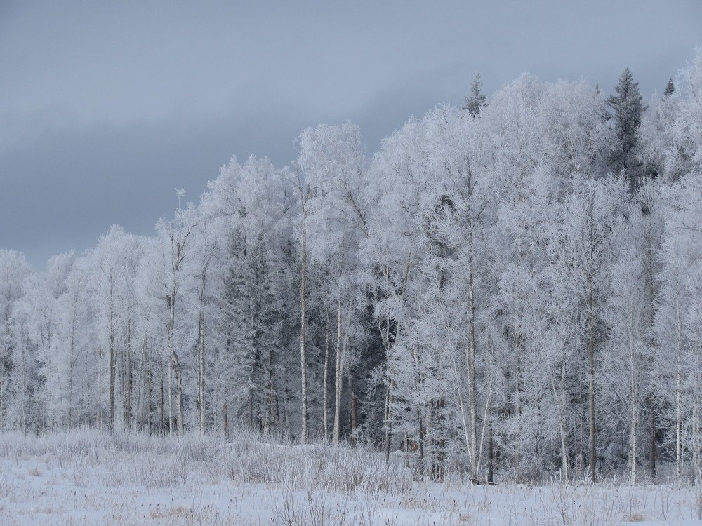 Иней на ветвях.