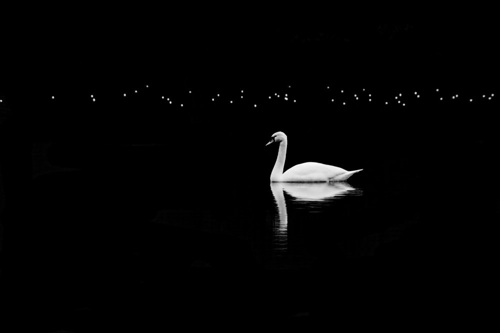 Swan and fireflies
