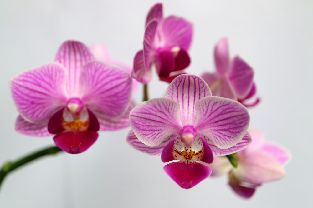 Purple Mini Orchid With Delicate Petals