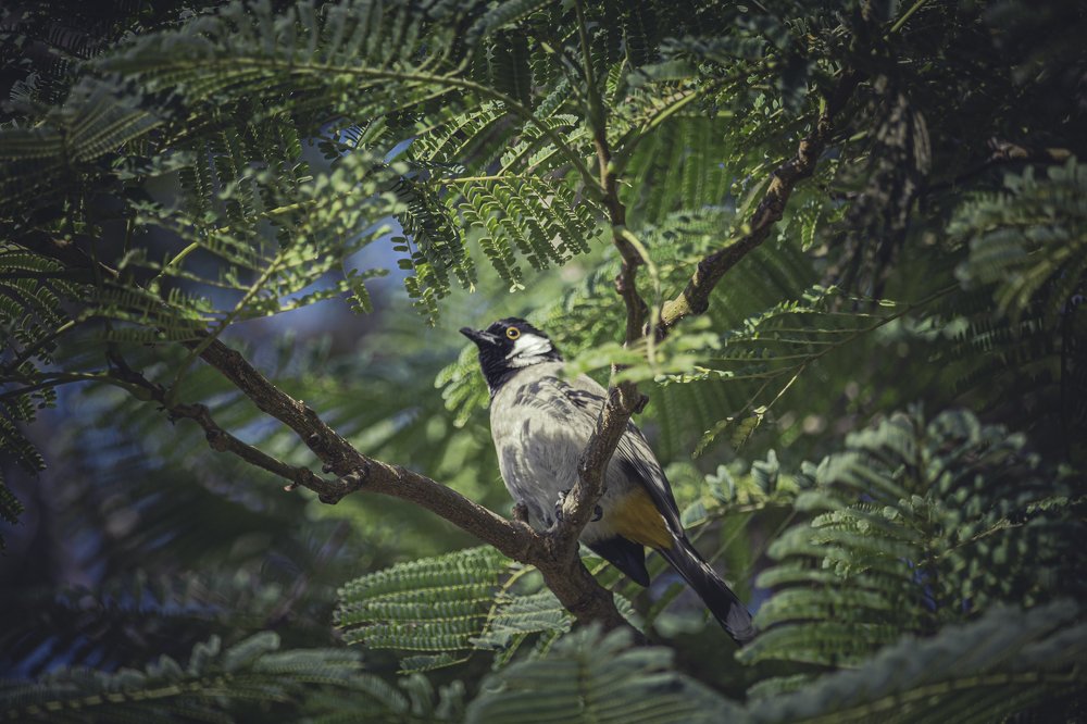 Photograph by Hassan Alawami