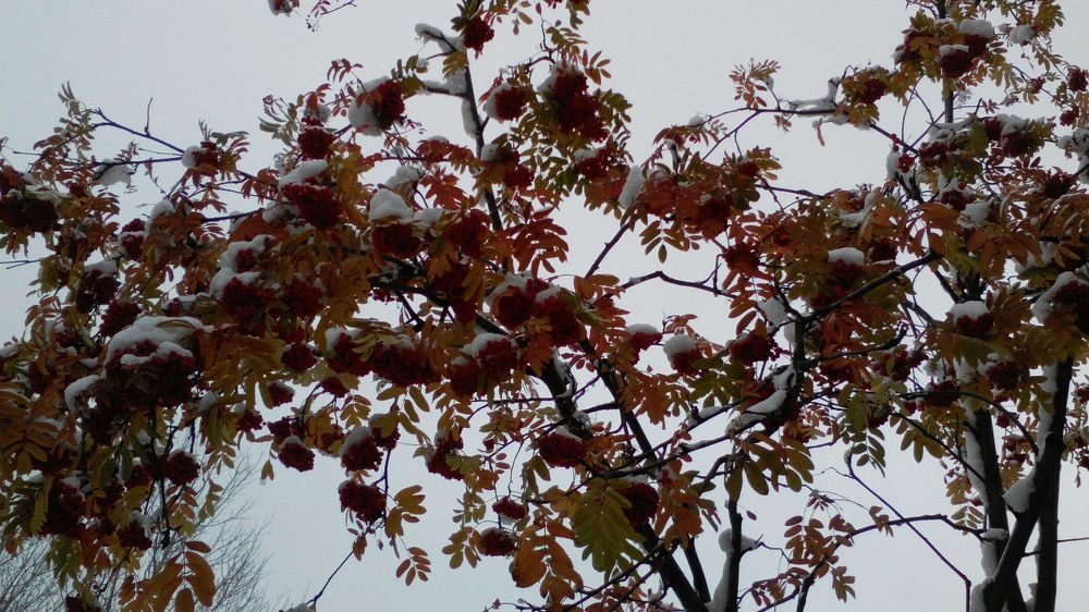 Красна ягода...