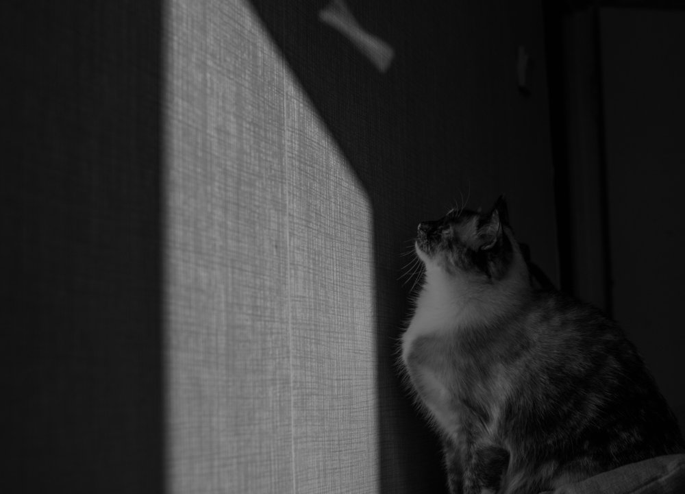 Photograph by Феофилактова Валя