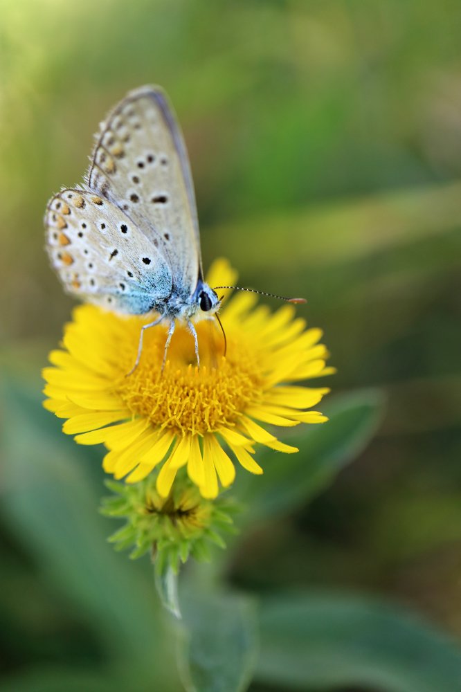 Butterfly Common Blue On Yellow Flower