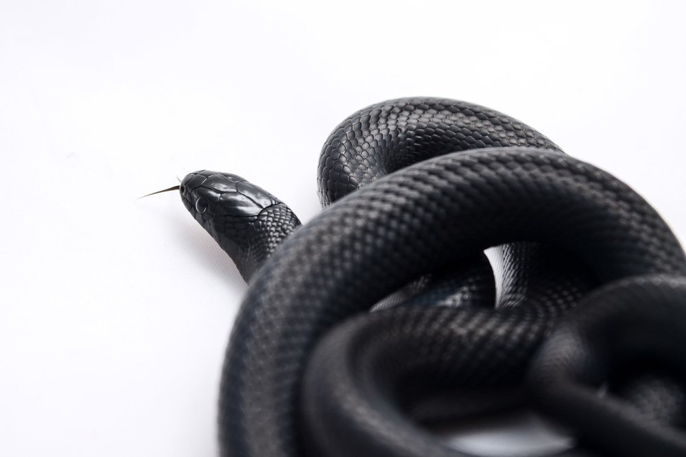 Photograph by Ольга Сельницына