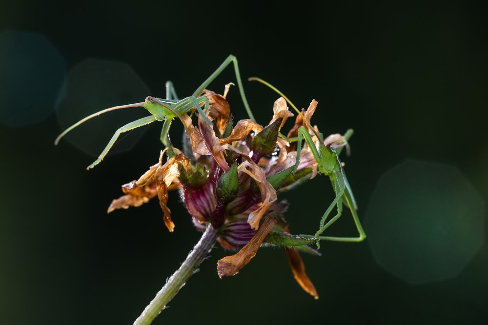 ХИЩНИКИ. ДЫБКИ. ИЗРАИЛЬ. ГАЛИЛЕЯ. МААЛОТ.