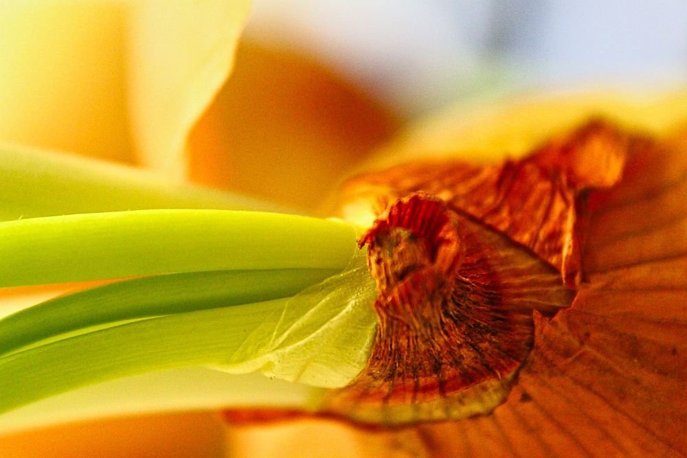 Photograph by Sandor Zoltan Gal