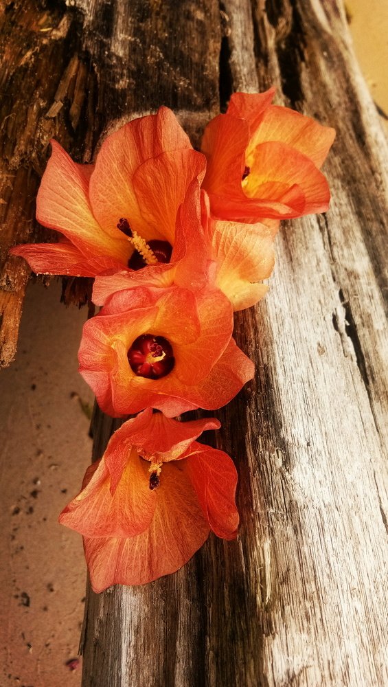 flowers on wood