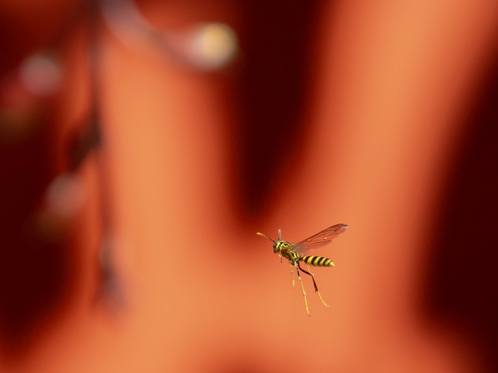 Photograph by Antonio Urizar