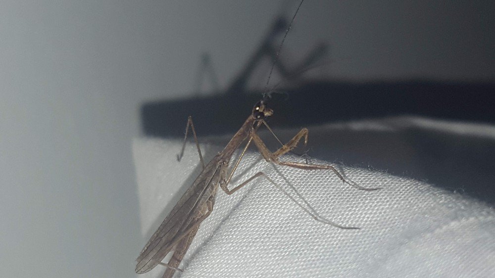 mantis