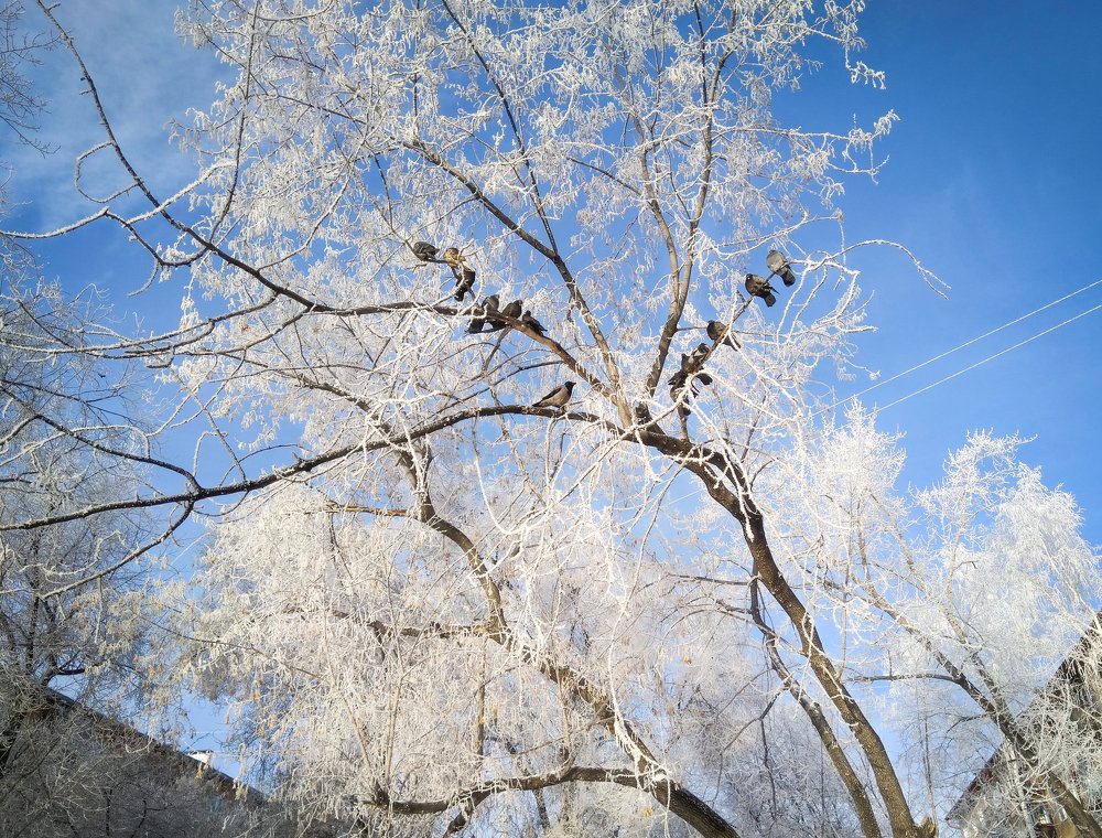 Свой среди чужих, чужой среди своих