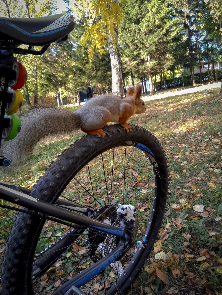 Белосипедистка