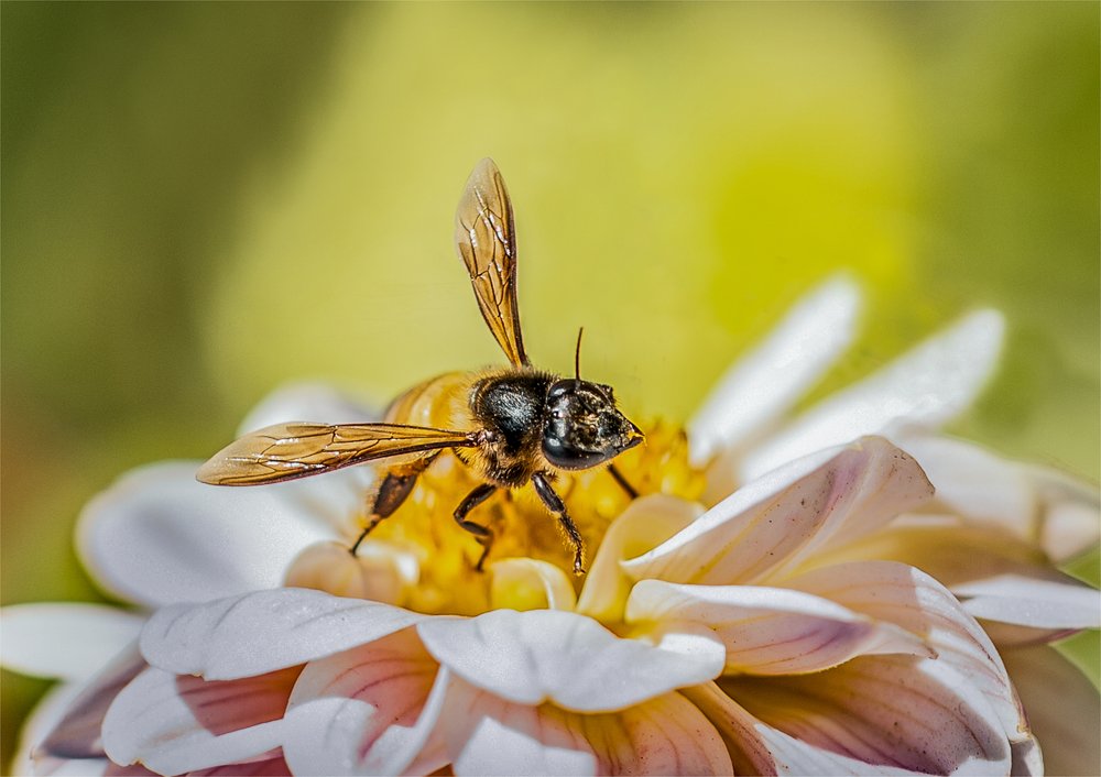 Photograph by Naveen Kumar