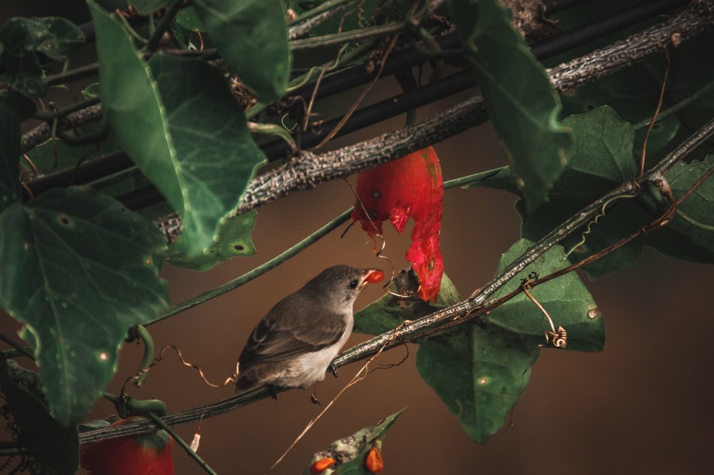 Photograph by Seethal Jose Anu