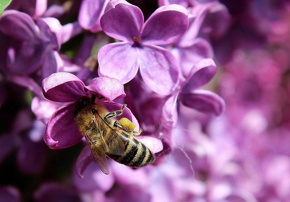 Сиреневое настроение.