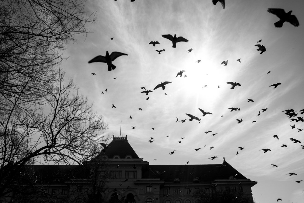 Photograph by Anghel Gabriel - Irimia