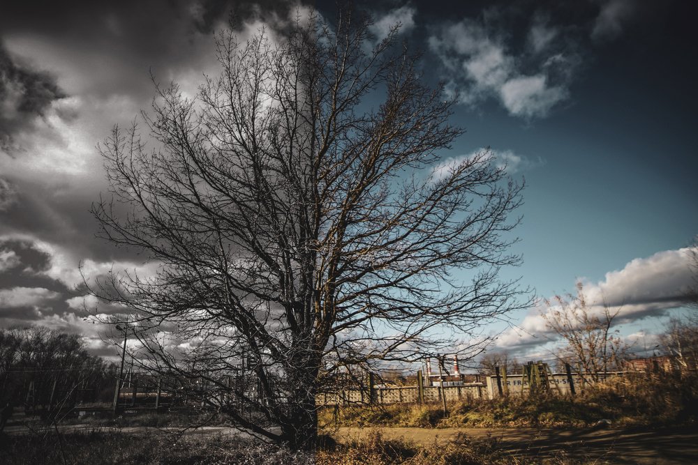 Две стороны одного дерева