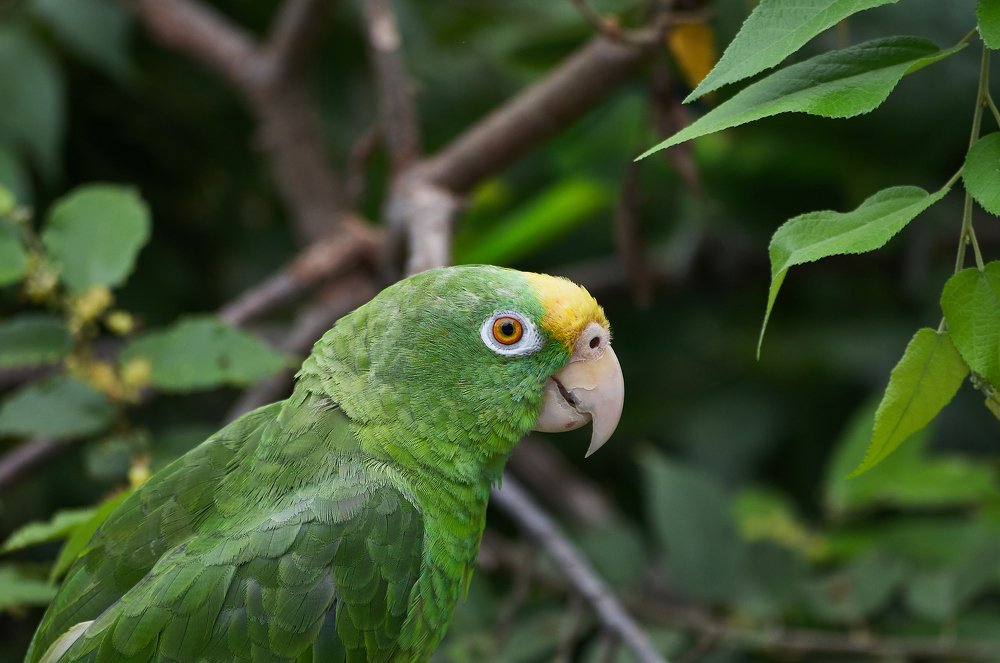 Criatiruas del paraiso, Tayrona.