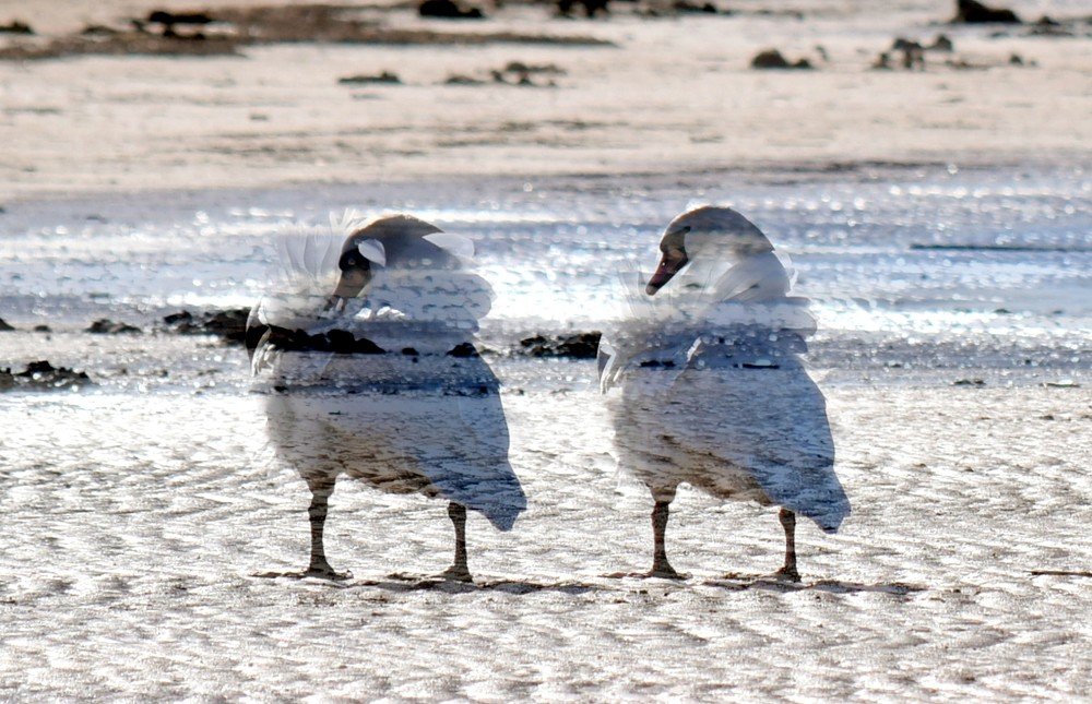 Танго вдвоем... / Tango together ...