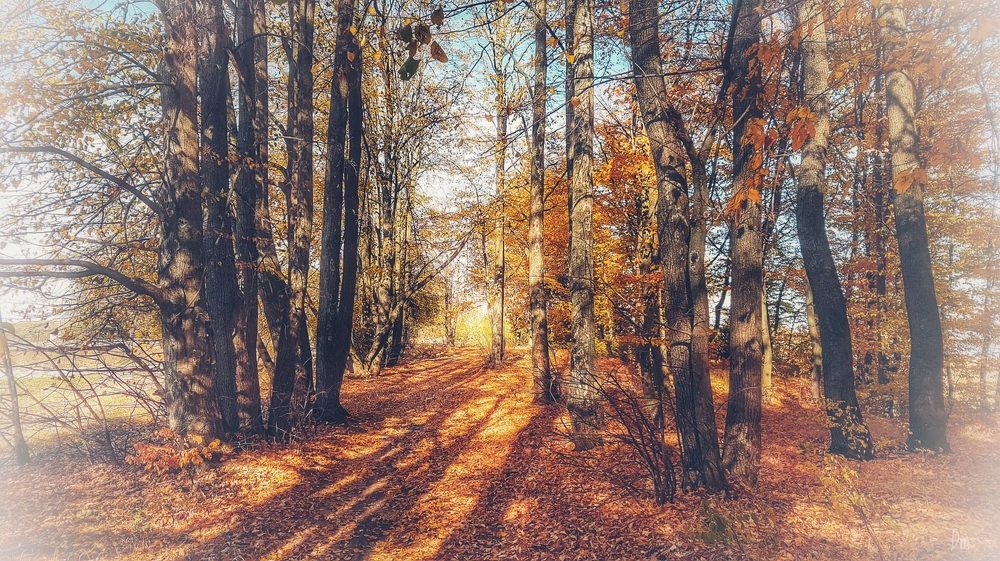 Памяти В.К. . Последняя осень....