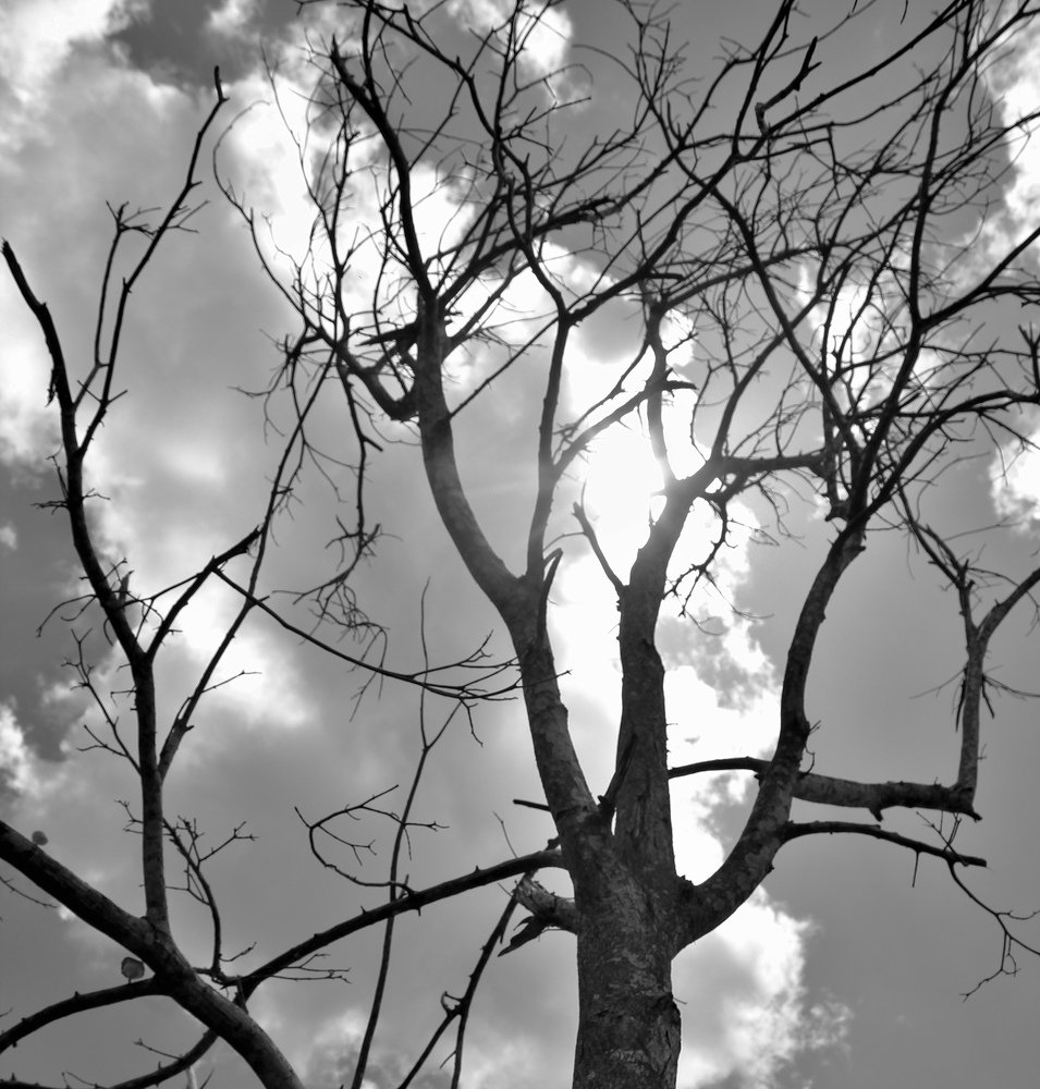 The sun accompanying the lonely tree