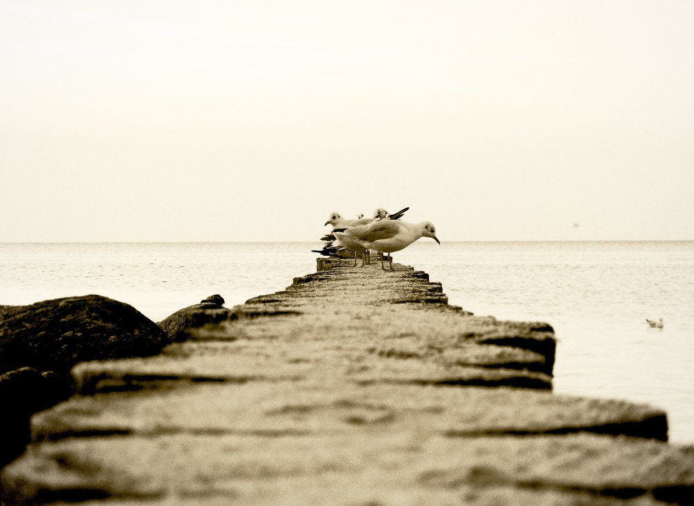 Photo #4446546