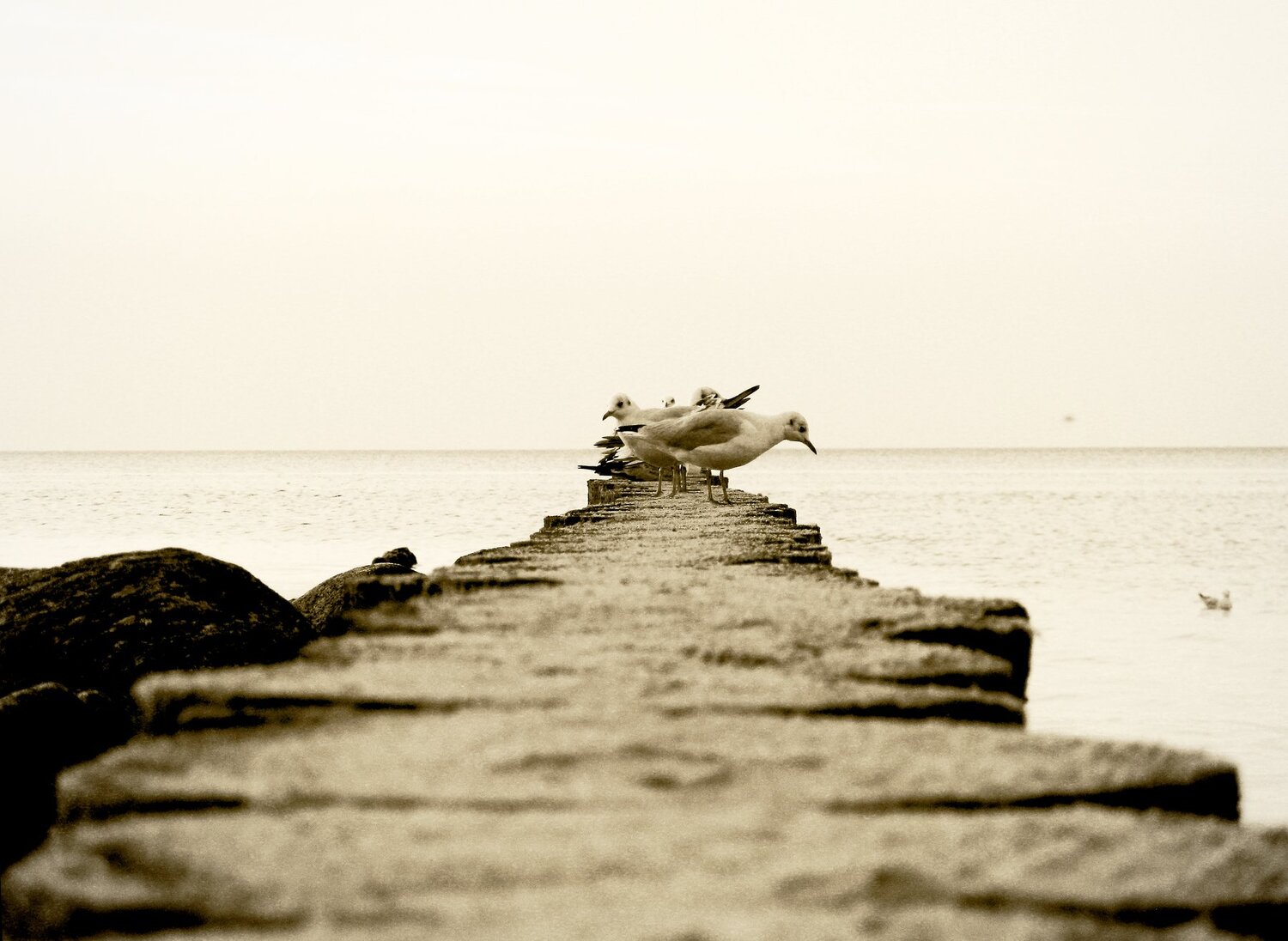 Photo #4446546