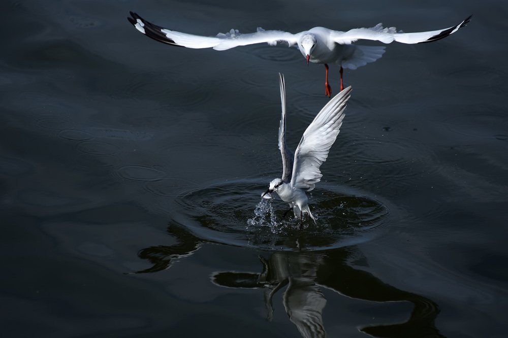 Photograph by Hoang Trong Nguyen