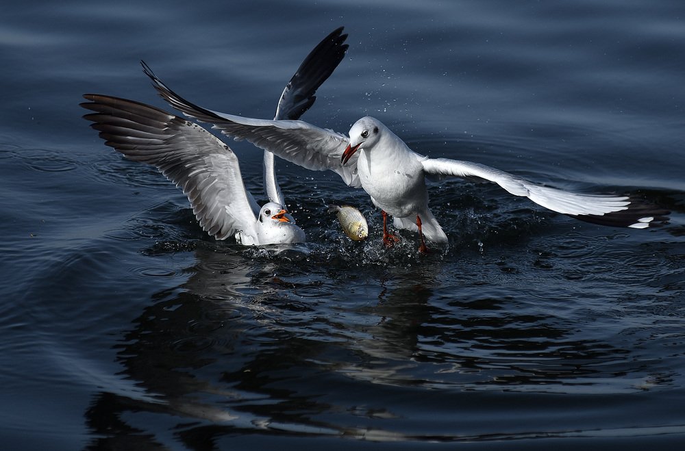 Photograph by Hoang Trong Nguyen