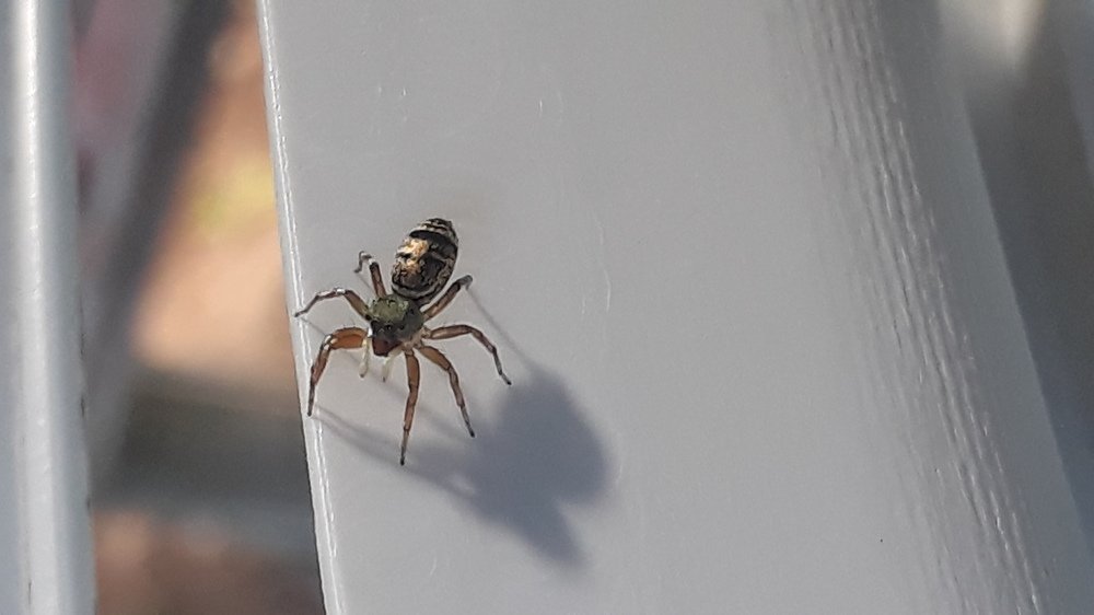 Photo #4446620