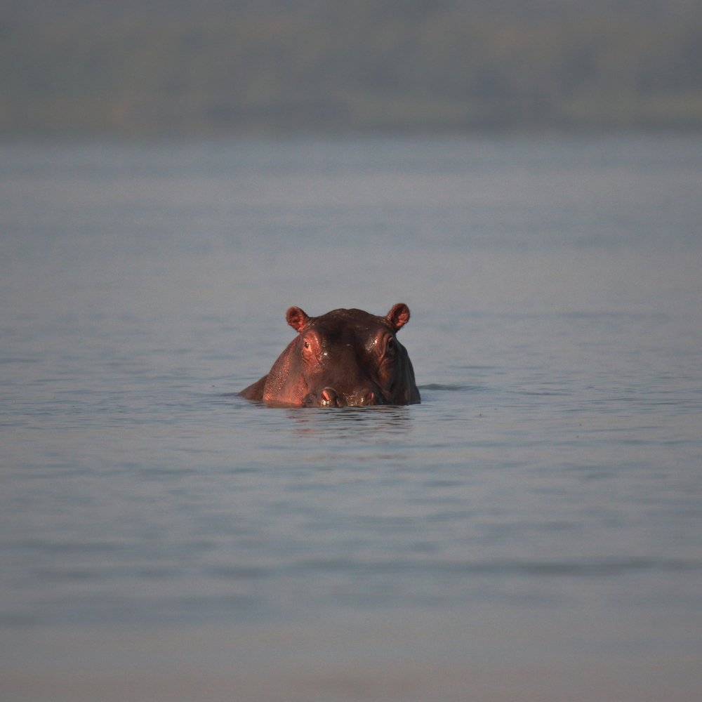 Photograph by Mike Temmerman