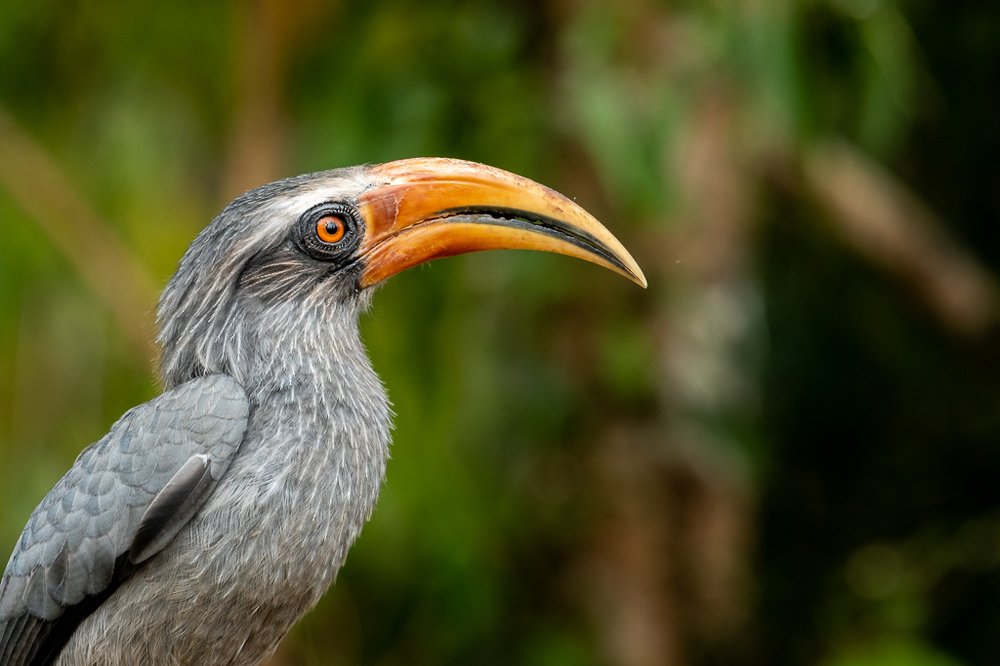 Malbar Grey Hornbill